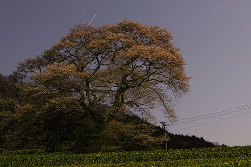 家山の一本桜