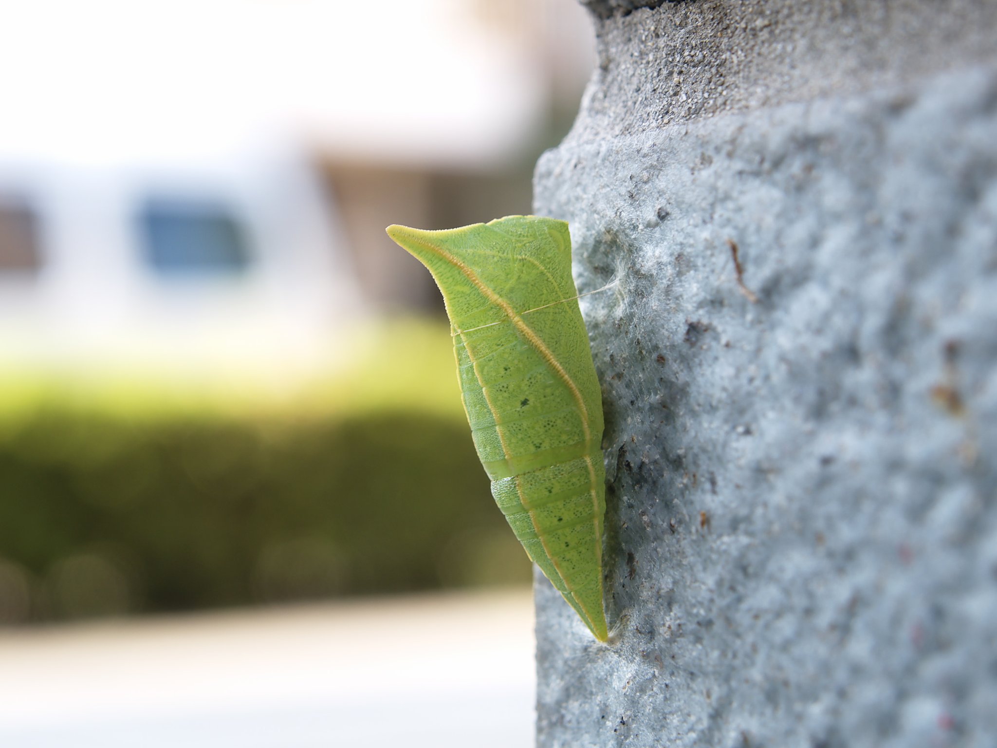 さなぎ
