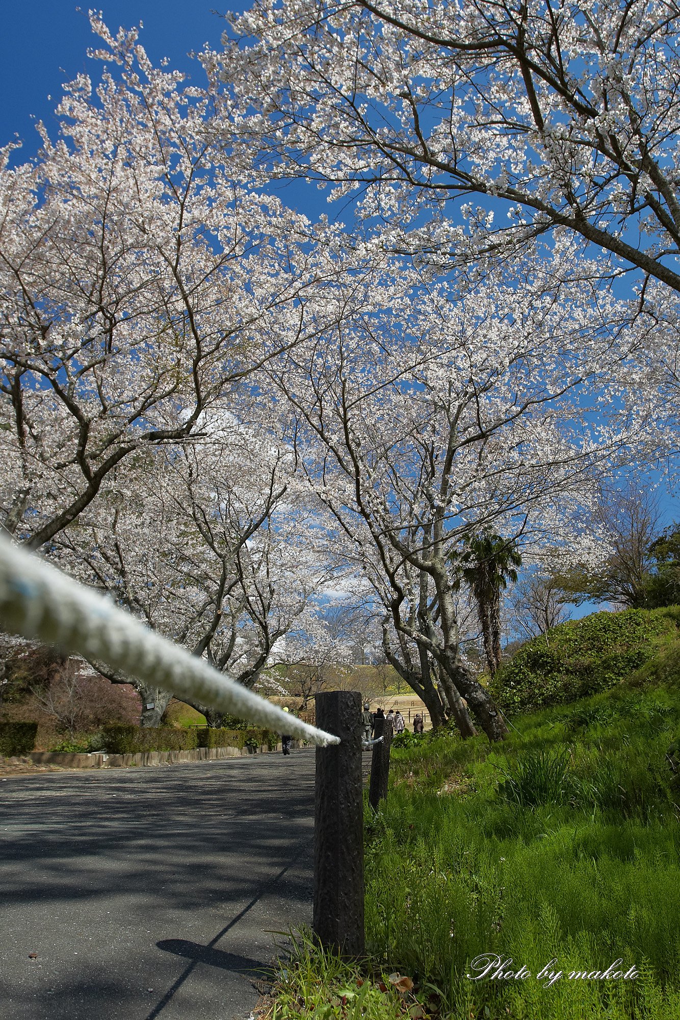春の公園