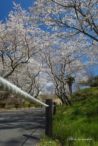 春の公園