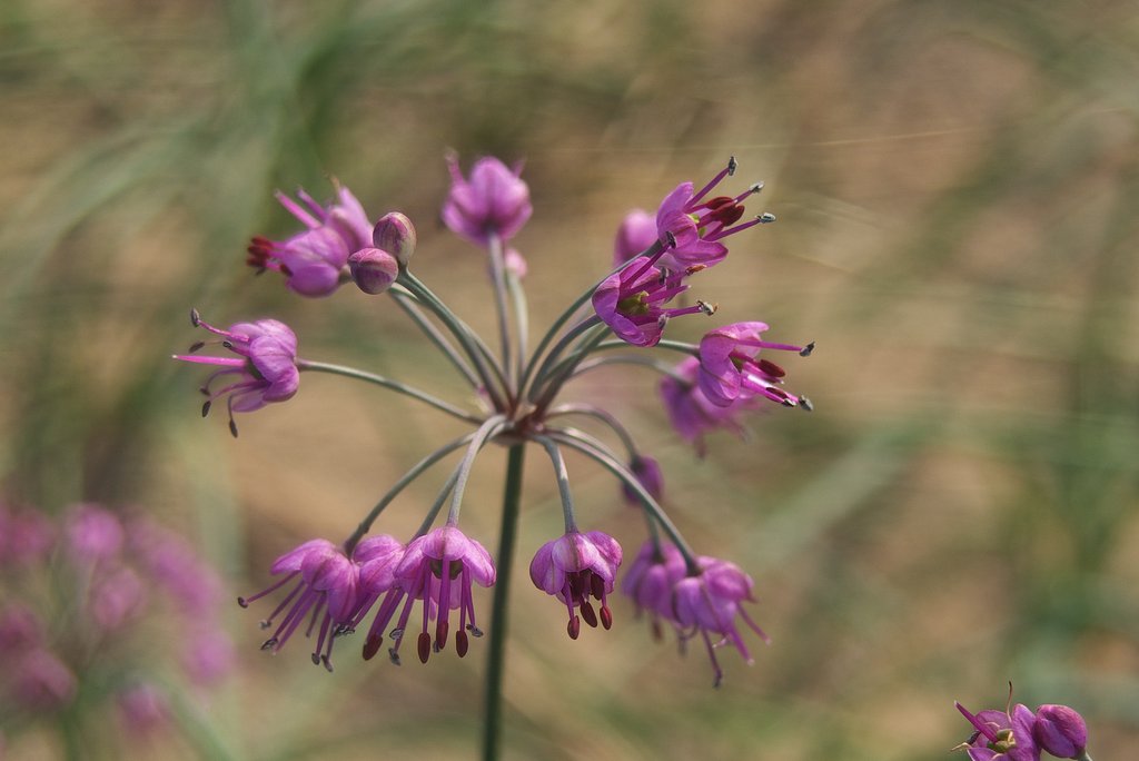 鳥取砂丘の砂丘ラッキョウの花。