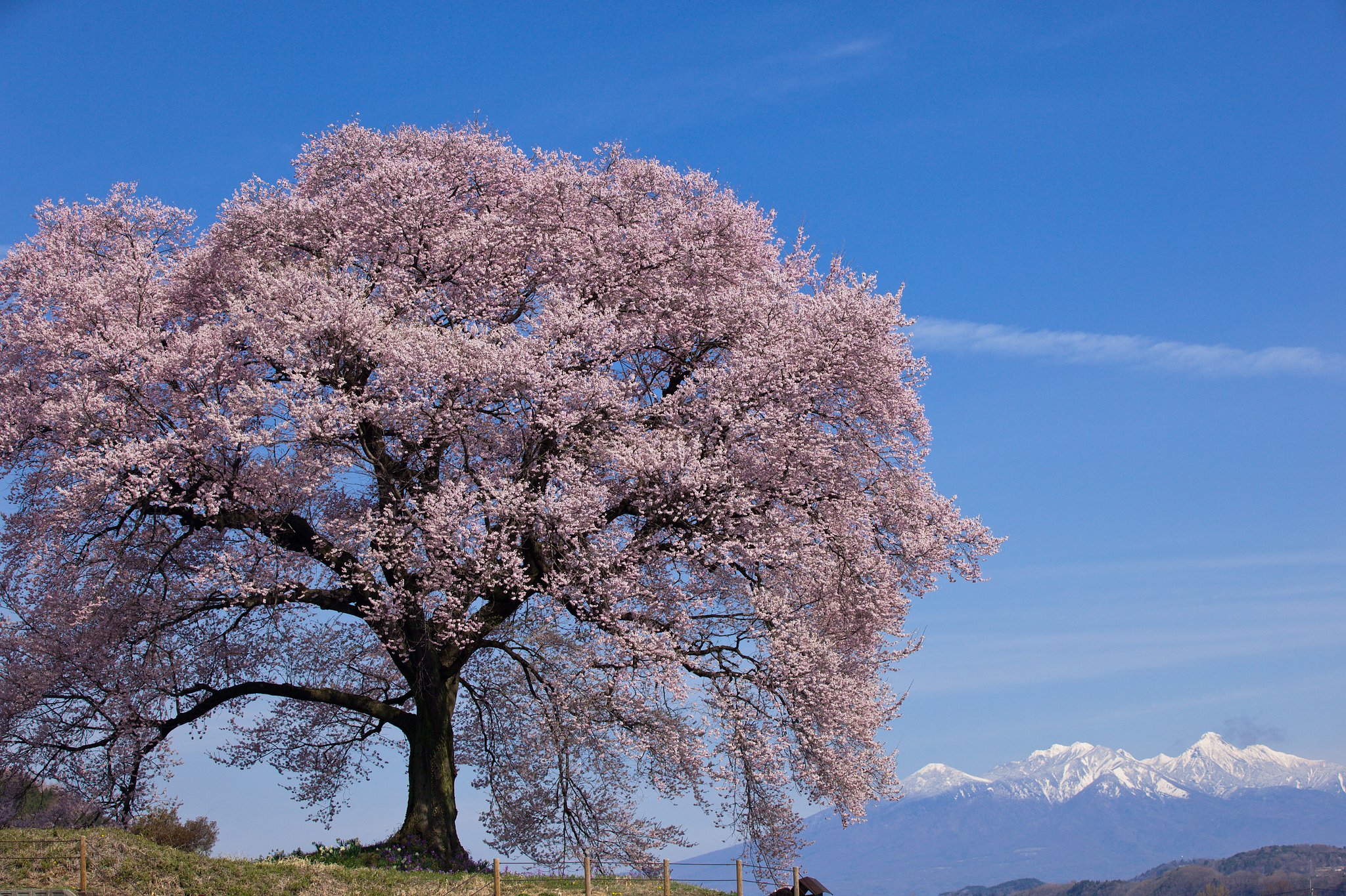 わに塚の桜