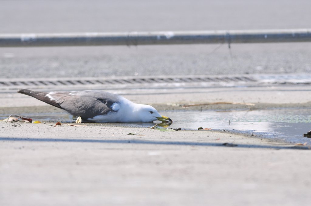 ウミネコ