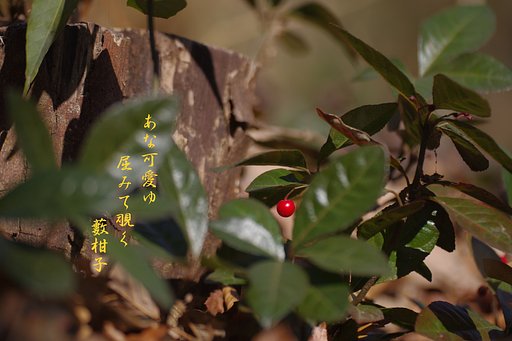 【わびさび】 ヤブコウジ