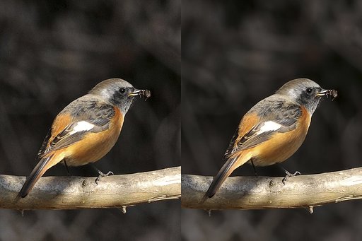 みっちゃんさんのジョウビタキ