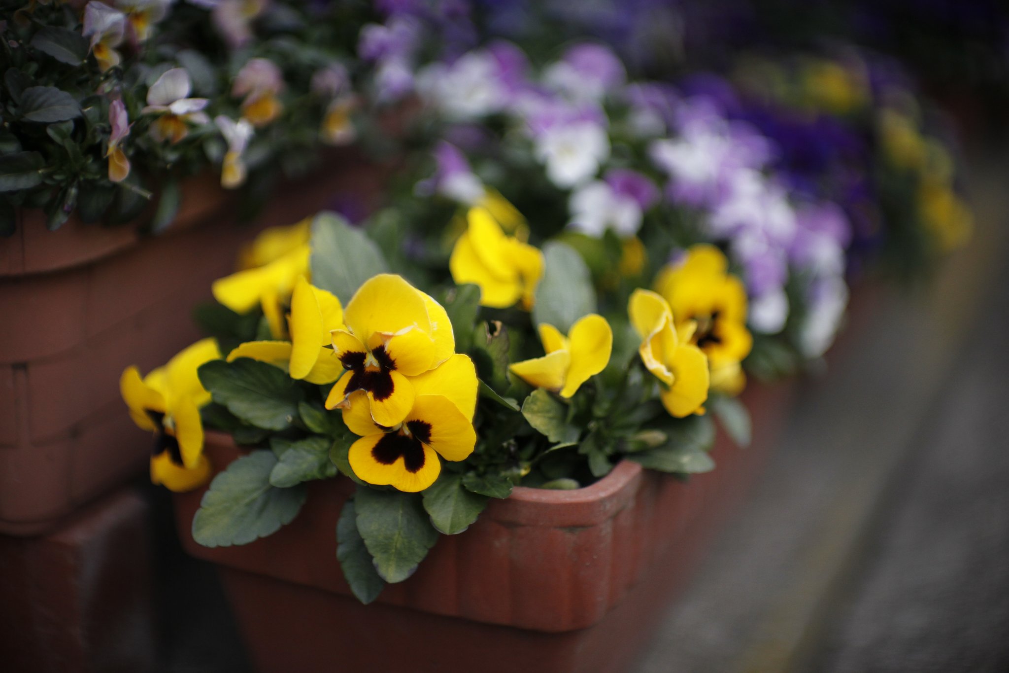 花の写真　Ｆ１．０の実力