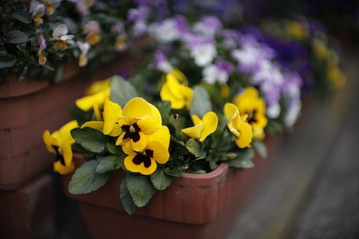 花の写真　Ｆ１．０の実力