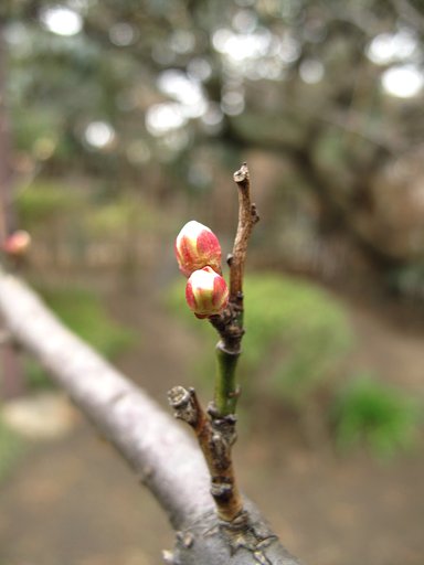 [わびさび]　梅の蕾