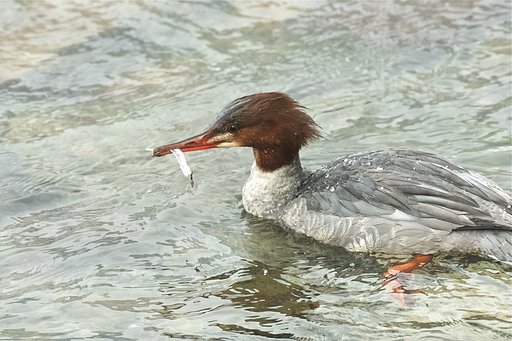 カワアイサ♀