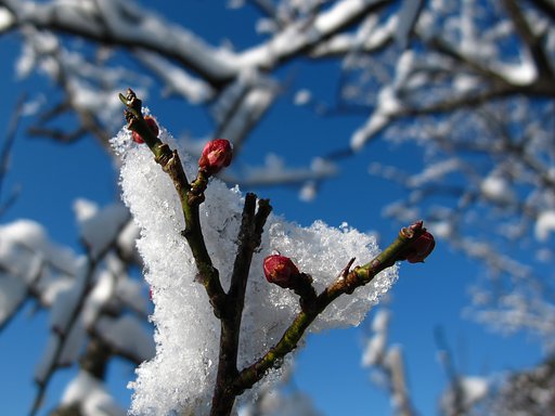 梅の雪化粧③