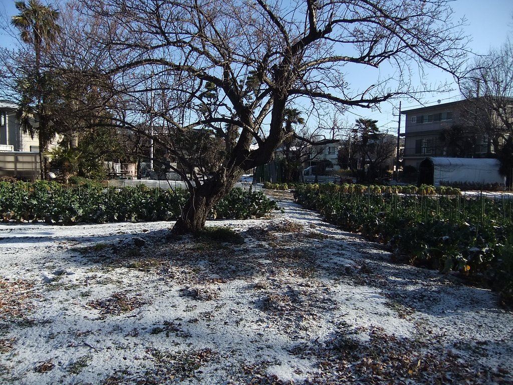二月の雪