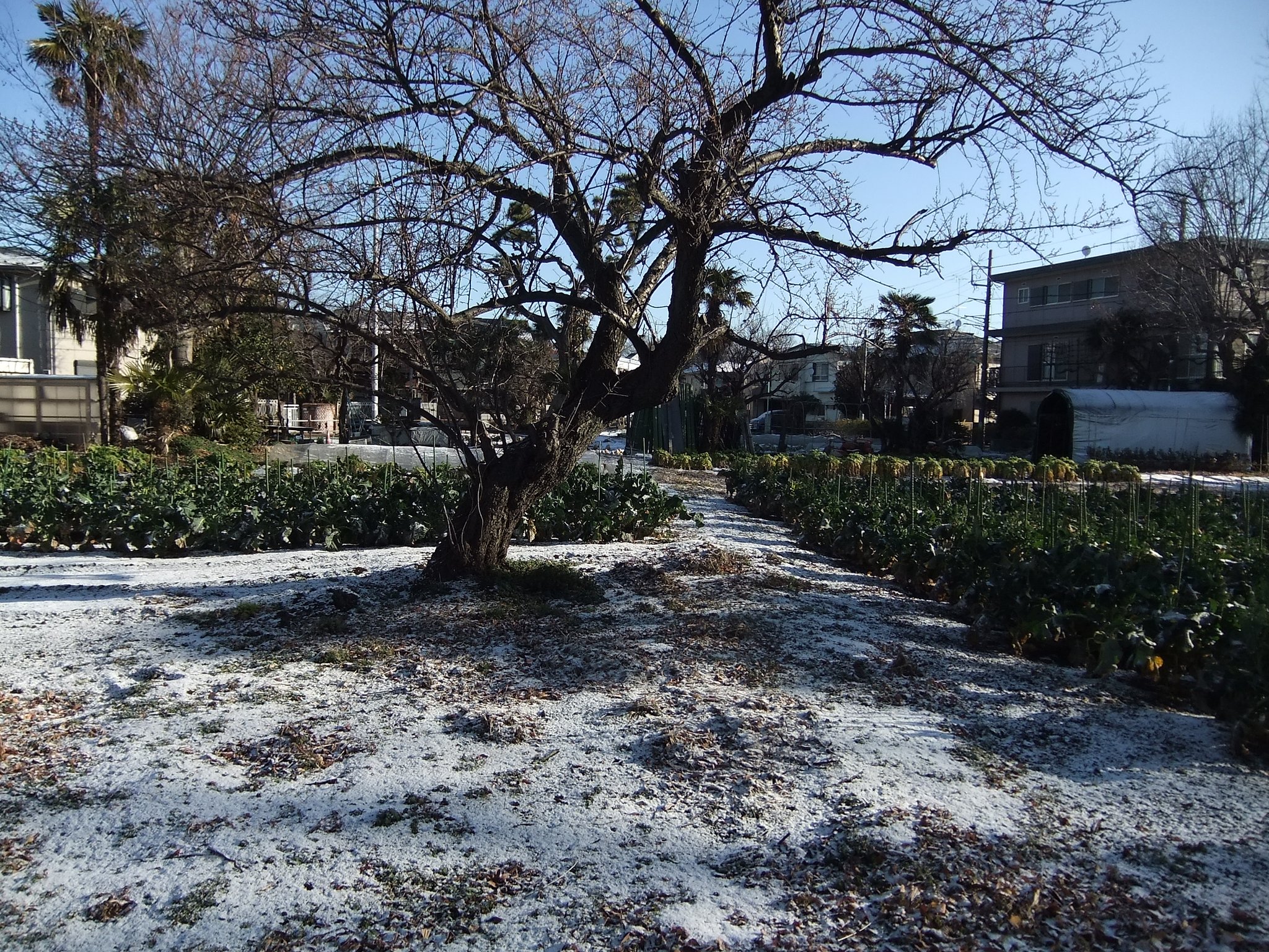 二月の雪