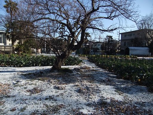 二月の雪