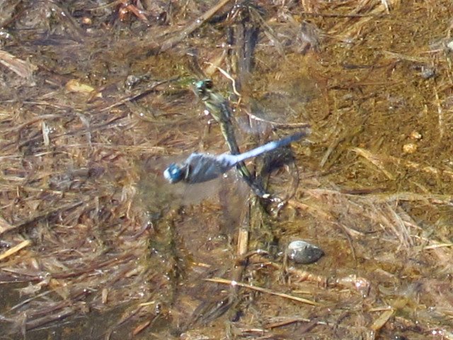 シオカラトンボ　産卵と警備