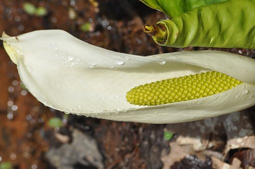 朝露の水芭蕉