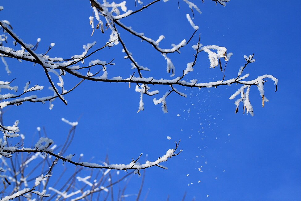 雪の花