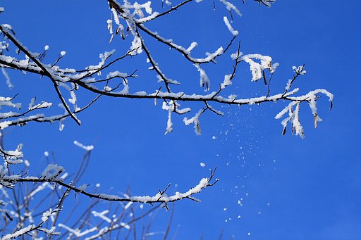 雪の花