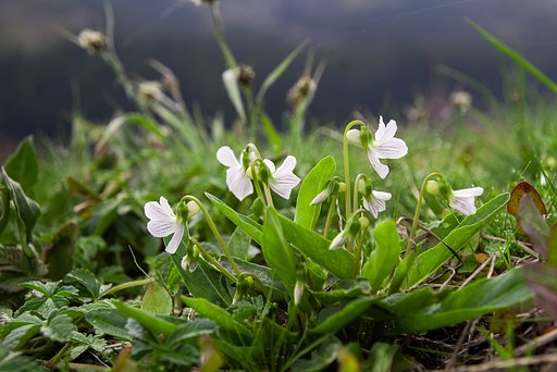 「すみれ」白花。