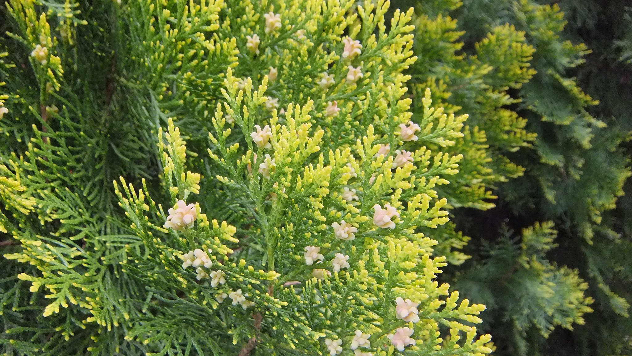 よく見る植物だけど・・・