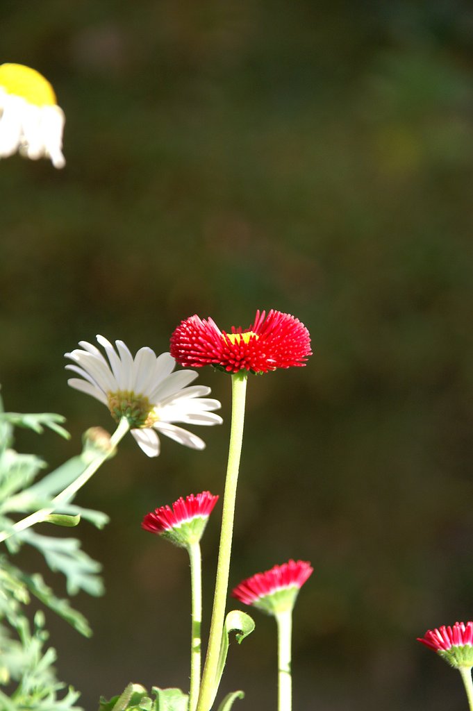 SIGMA18-200ミリ