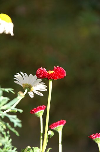 SIGMA18-200ミリ