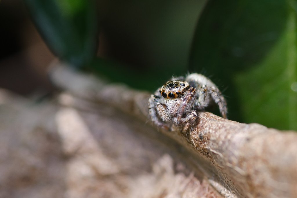 ネコハエトリ♀