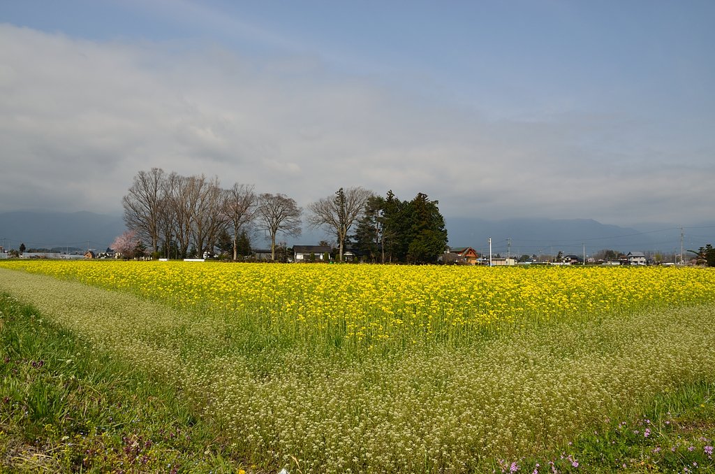 菜の花畑と屋敷林