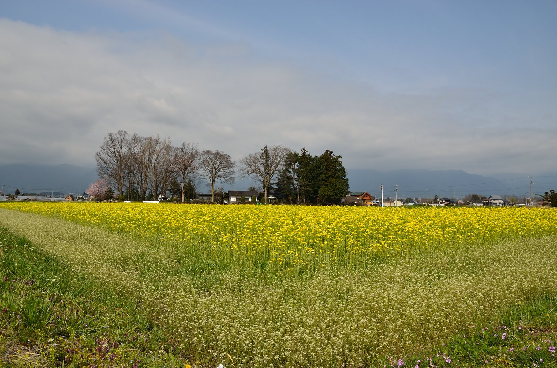 菜の花畑と屋敷林