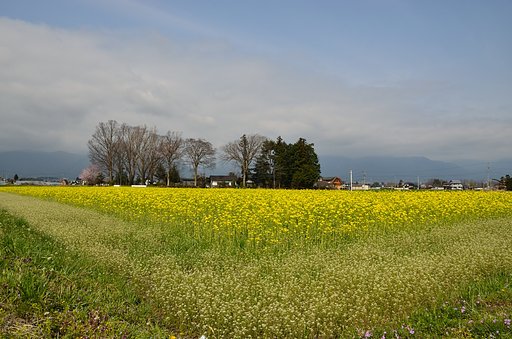 菜の花畑と屋敷林