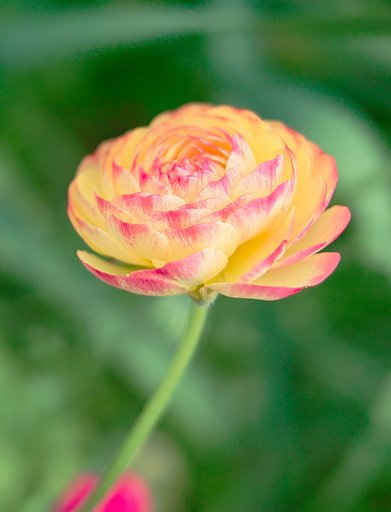 【紅】　花
