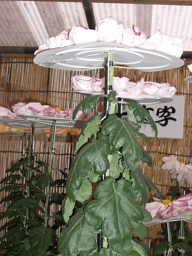 高幡不動の菊まつり‘一文字’