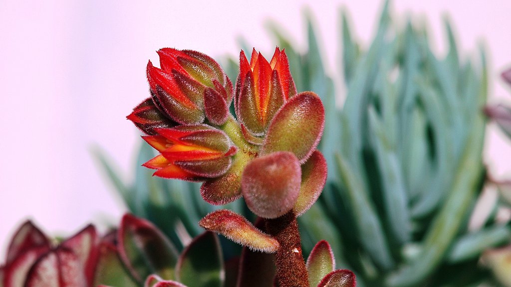 【紅】色の多肉植物