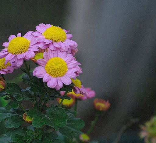 忘れがたい菊
