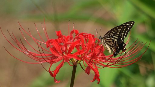 【紅】の花に蝶