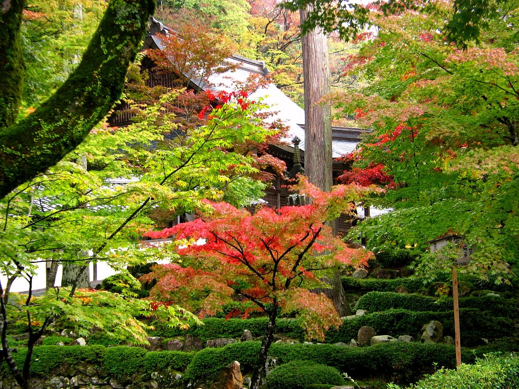 紅葉