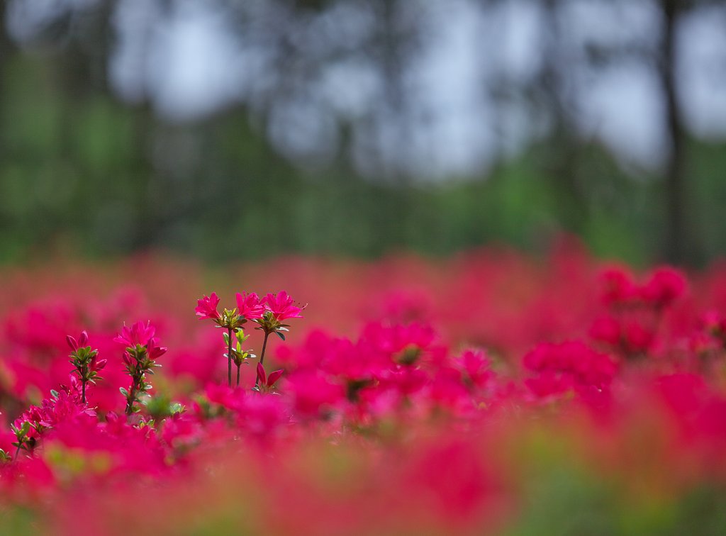 深紅のツツジ