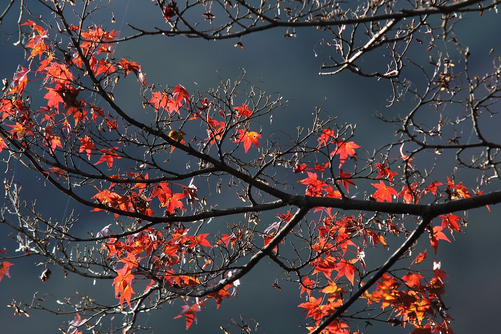 養老の滝公園の紅葉