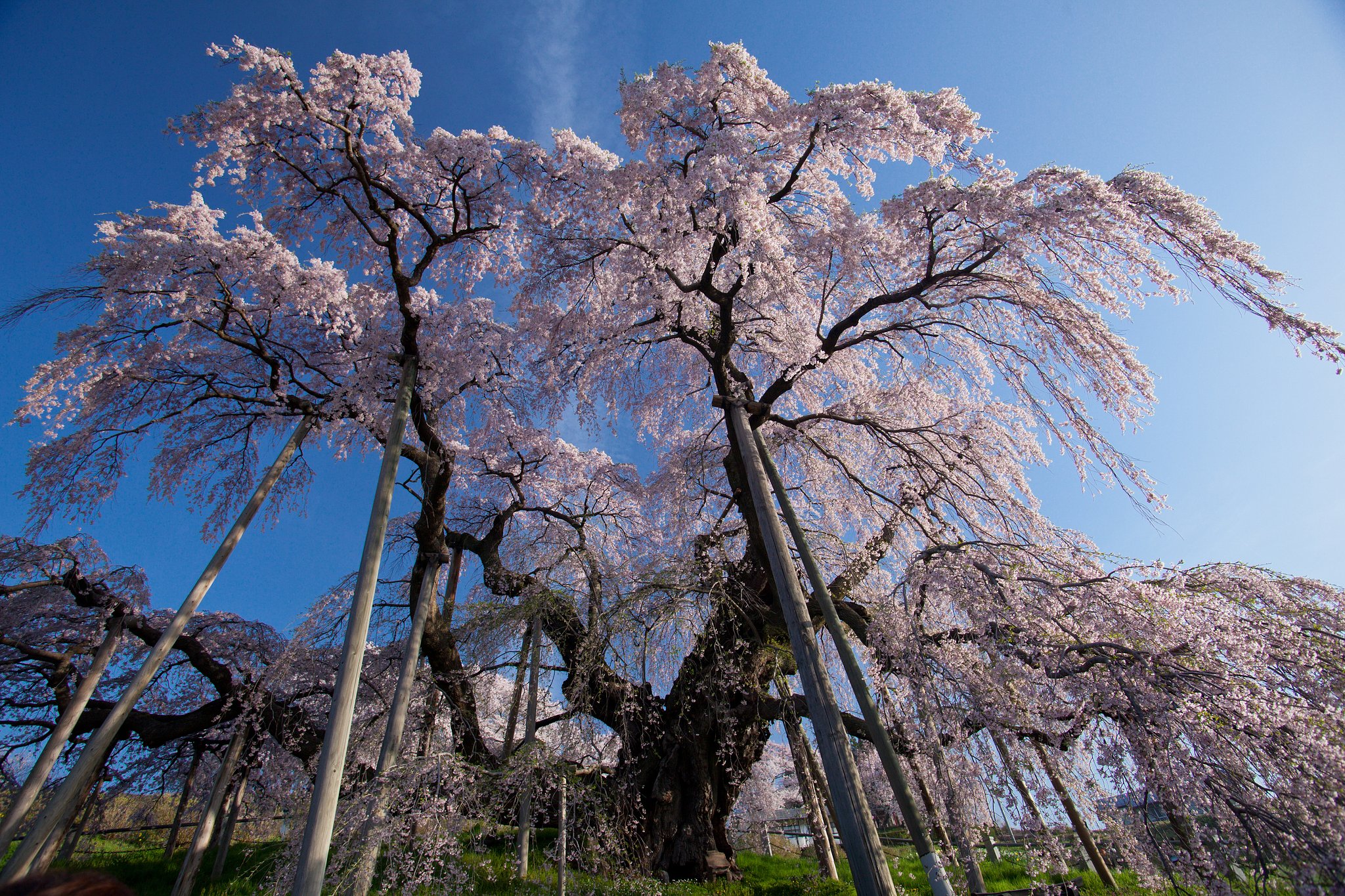 見上げれば桜