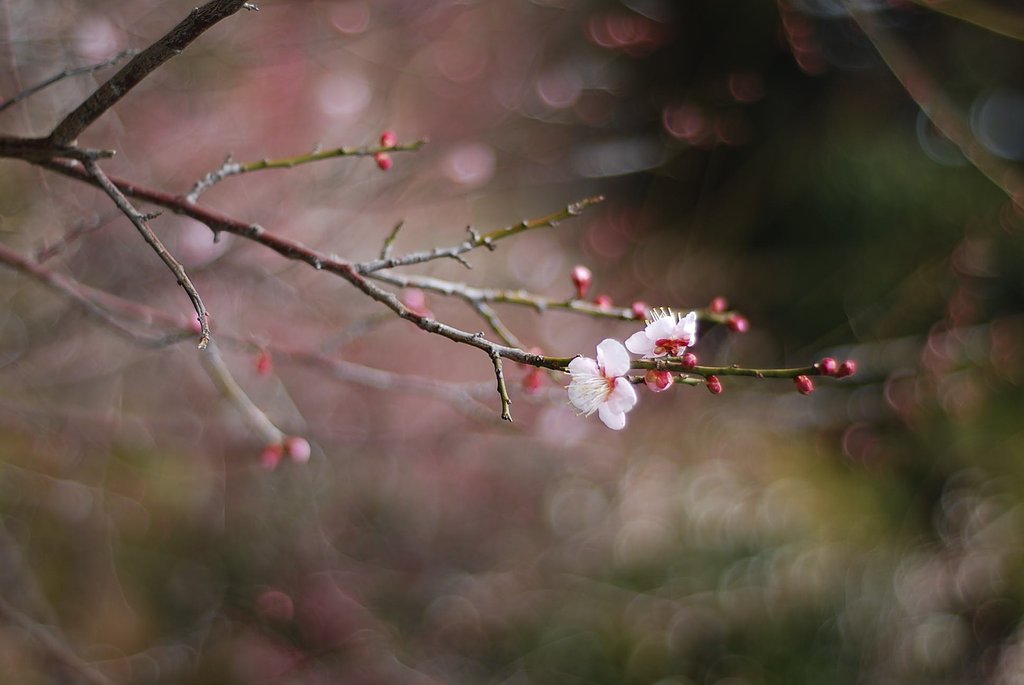 ＮＩＫＫＯＲ　50ｍｍ　Ｆ1.8【パンケーキで梅】