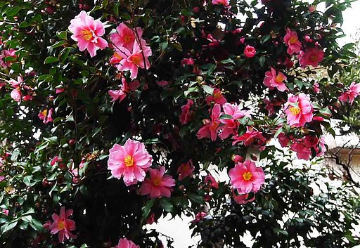 　‡　山茶花　‡