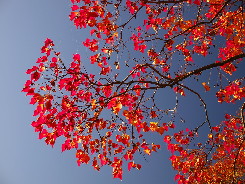 青空に映える紅葉
