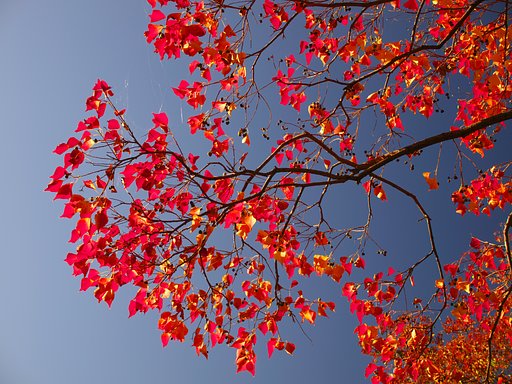 青空に映える紅葉