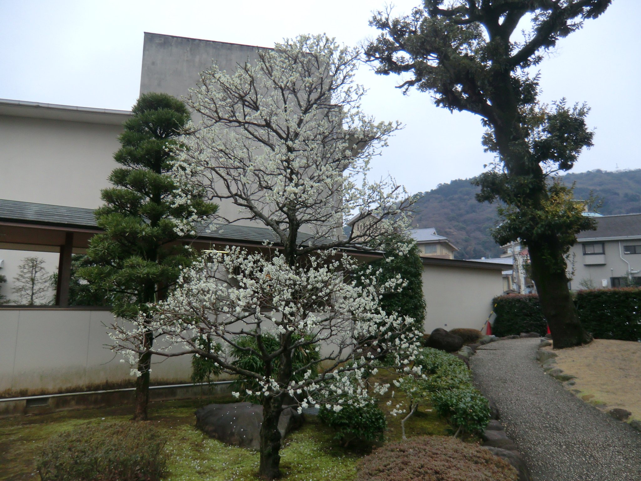 起雲閣の白梅