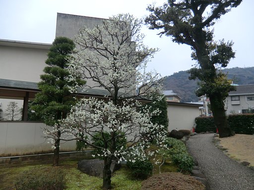 起雲閣の白梅