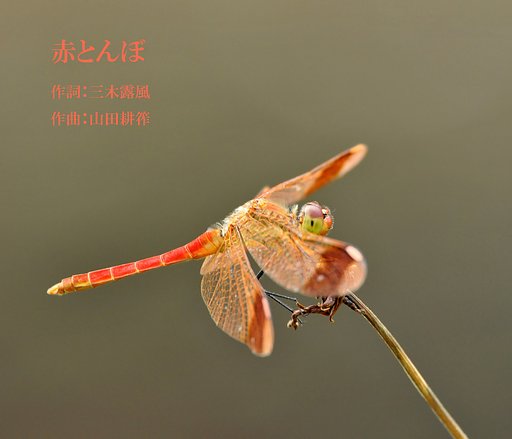 赤とんぼ