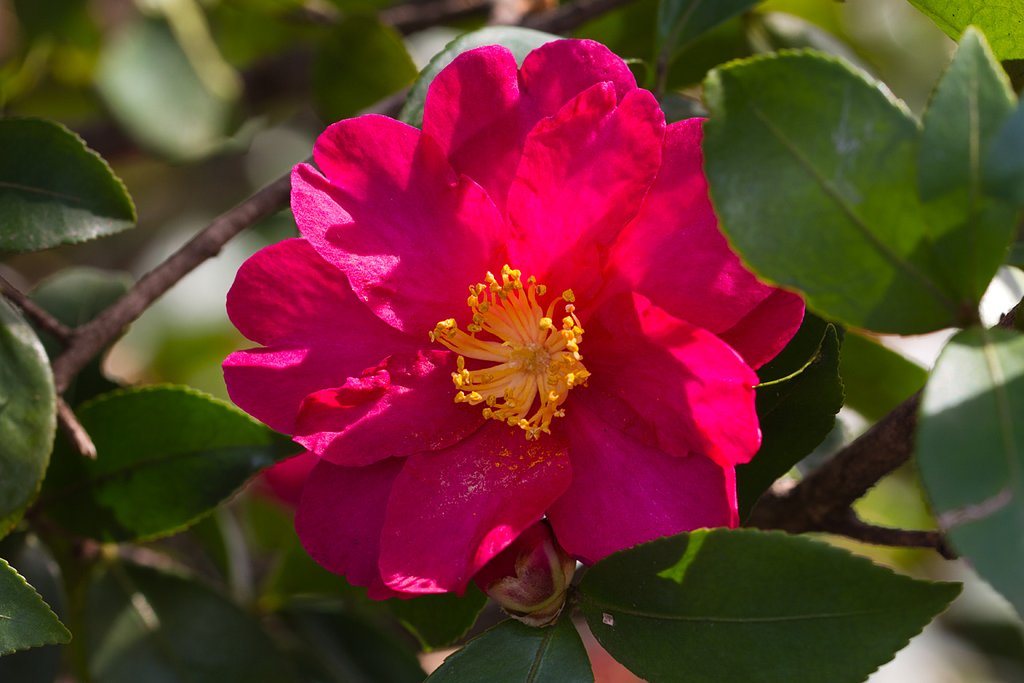 山茶花