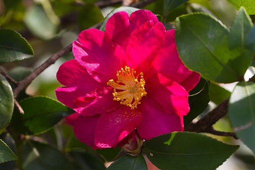 山茶花