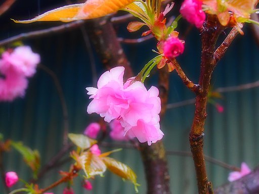 八重桜