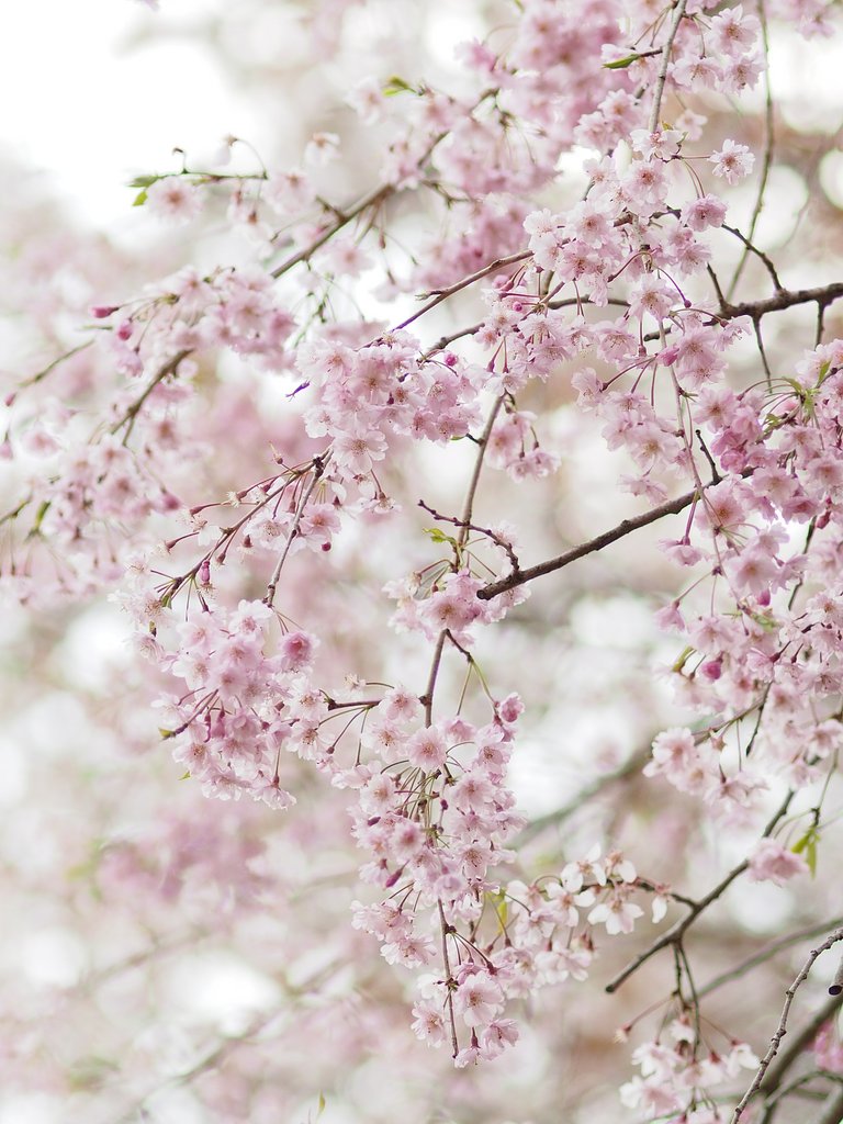 枝垂れ桜