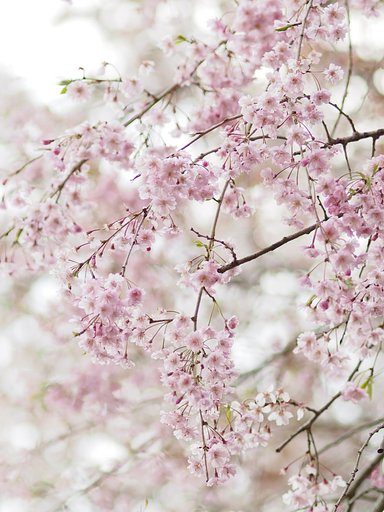 枝垂れ桜